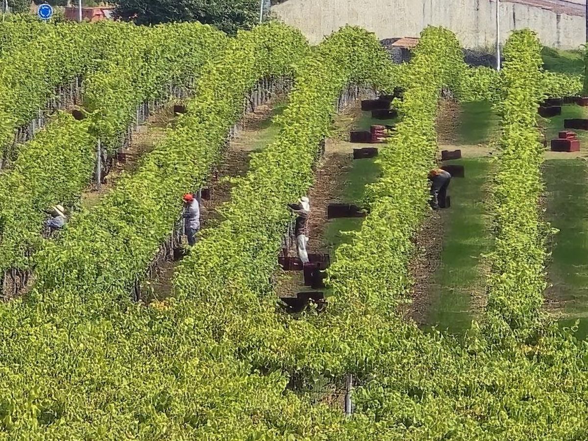 La vendimia en Agro do Souto (Vilanova).