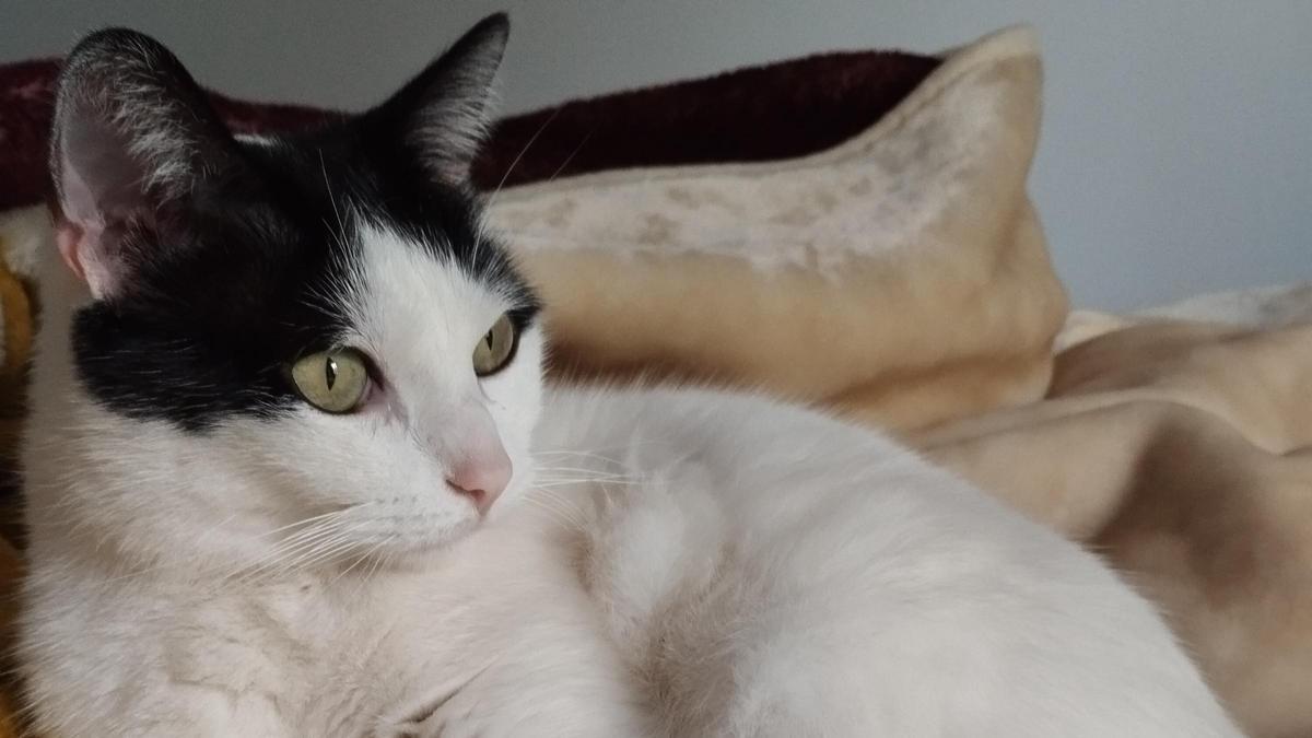 Leo, gato perdido en Fuencarral pueblo (Madrid).