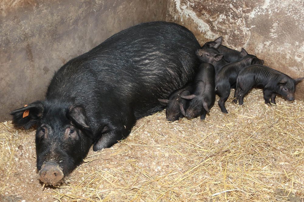 En busca del ´porc negre´ auténtico