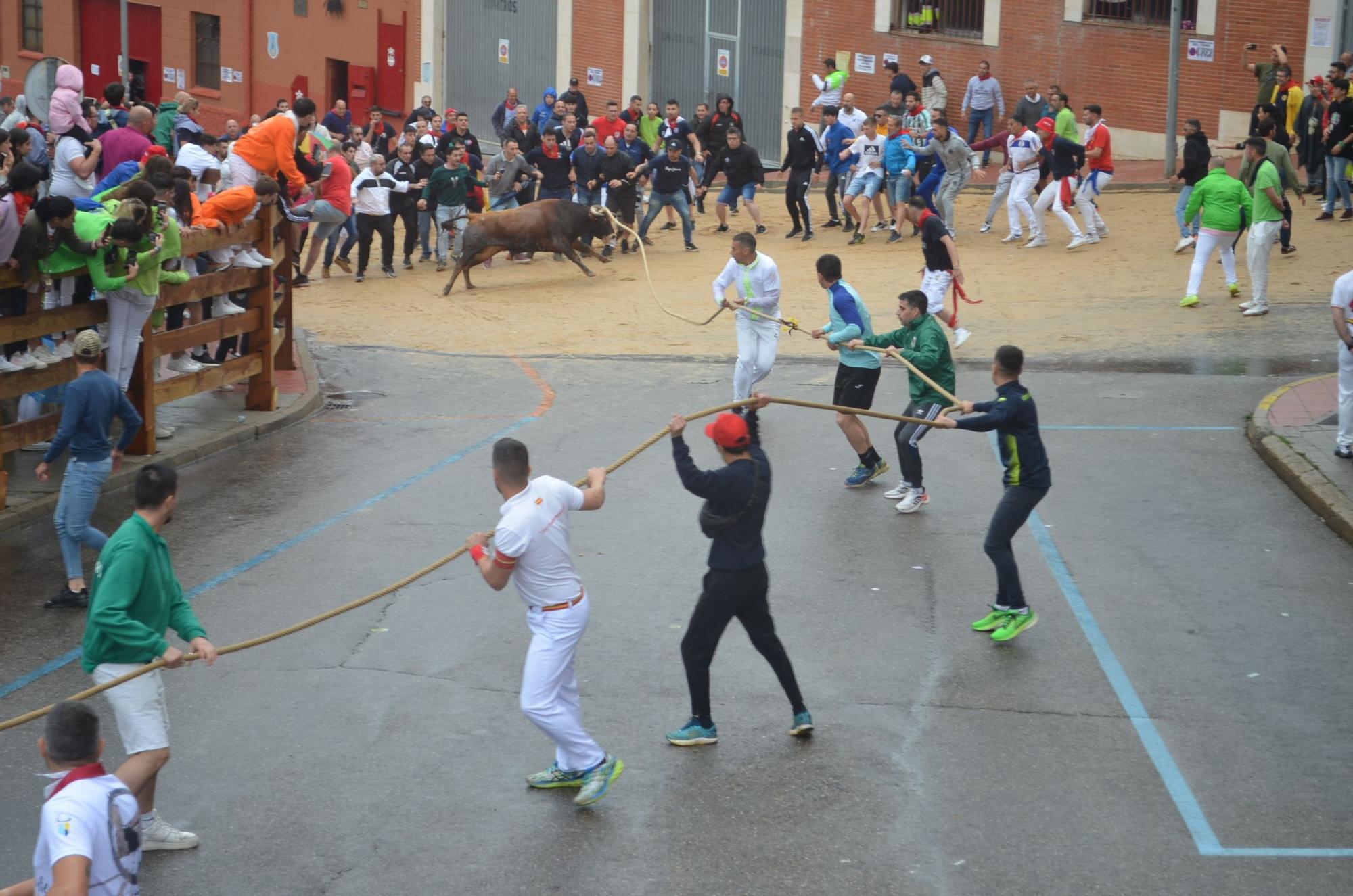 Fiestas del Toro en Benavente: El torito Berrón completa el recorrido en 26 minutos