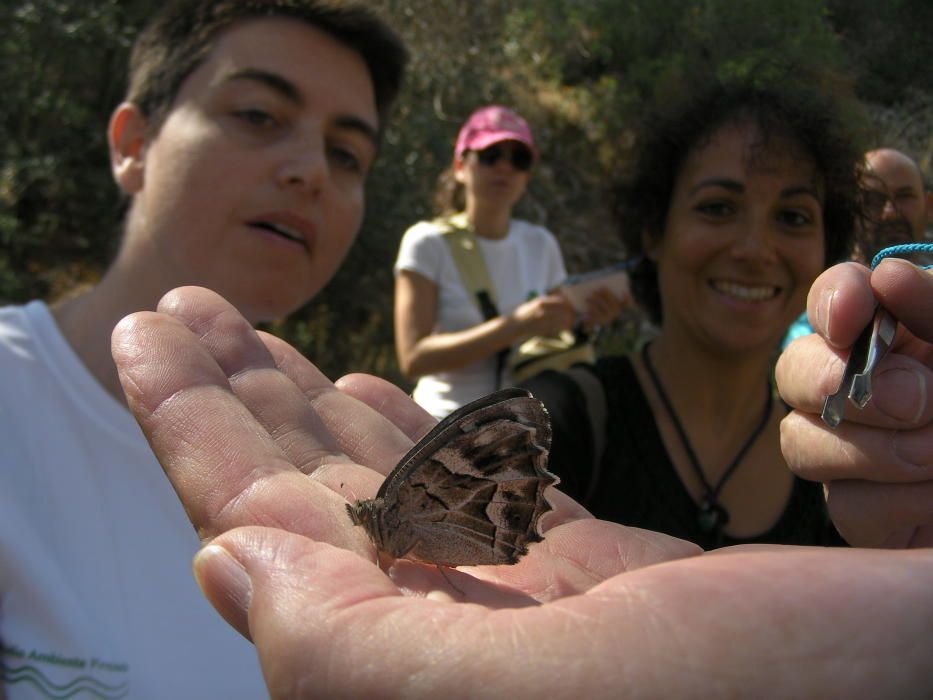 Pinoso identifica 60 especies de mariposas