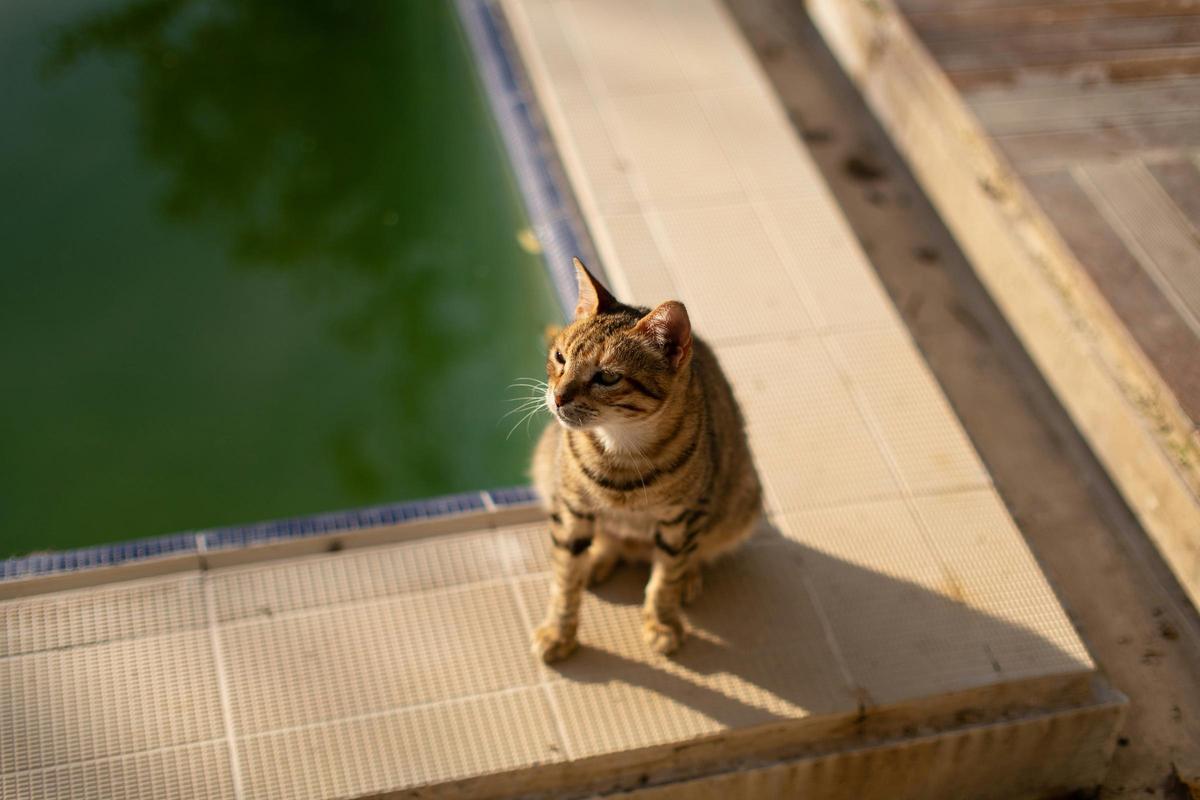 Vorsicht, nicht abrutschen! Immer wieder fallen auf Mallorca auch Katzen in Gewässer und kommen nicht aus eigener Kraft wieder heraus.