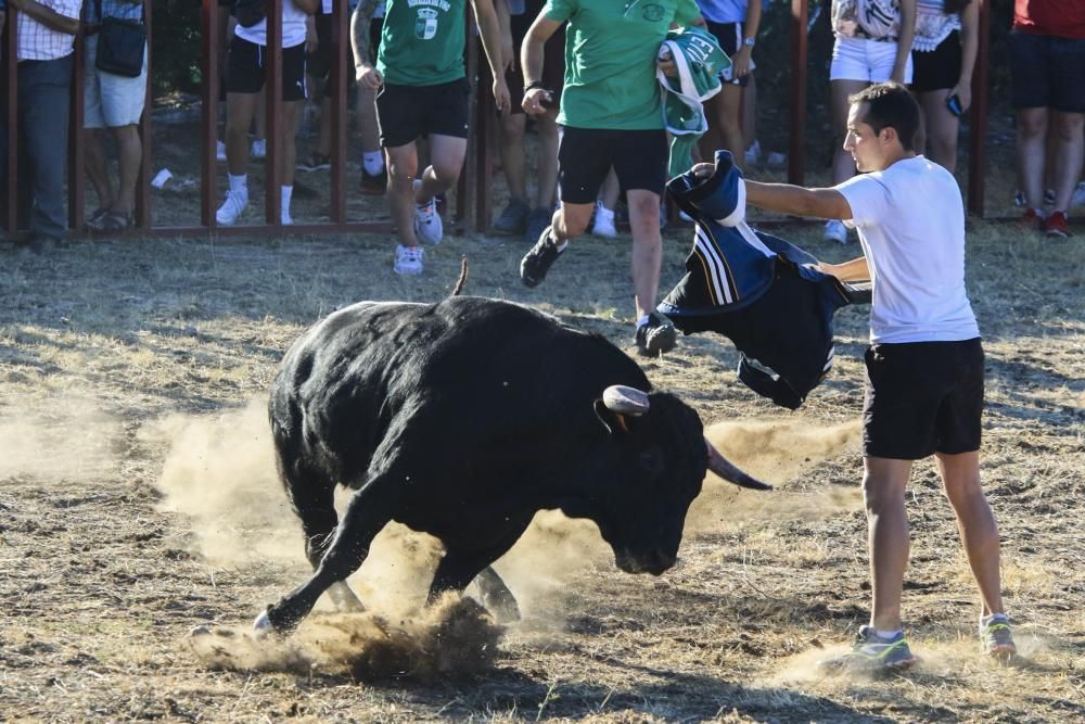 Encierro urbano en Moraleja del Vino