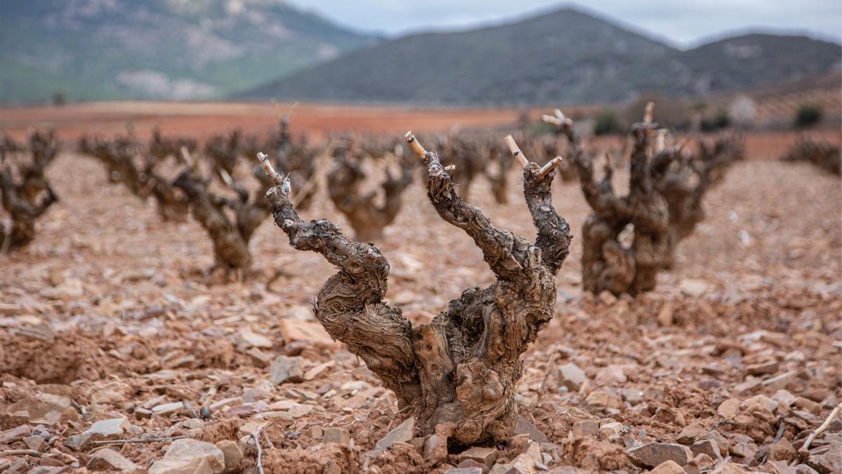 Un suelo de piedras milenario y el imponente cierzo aportan una personalidad única al vino.