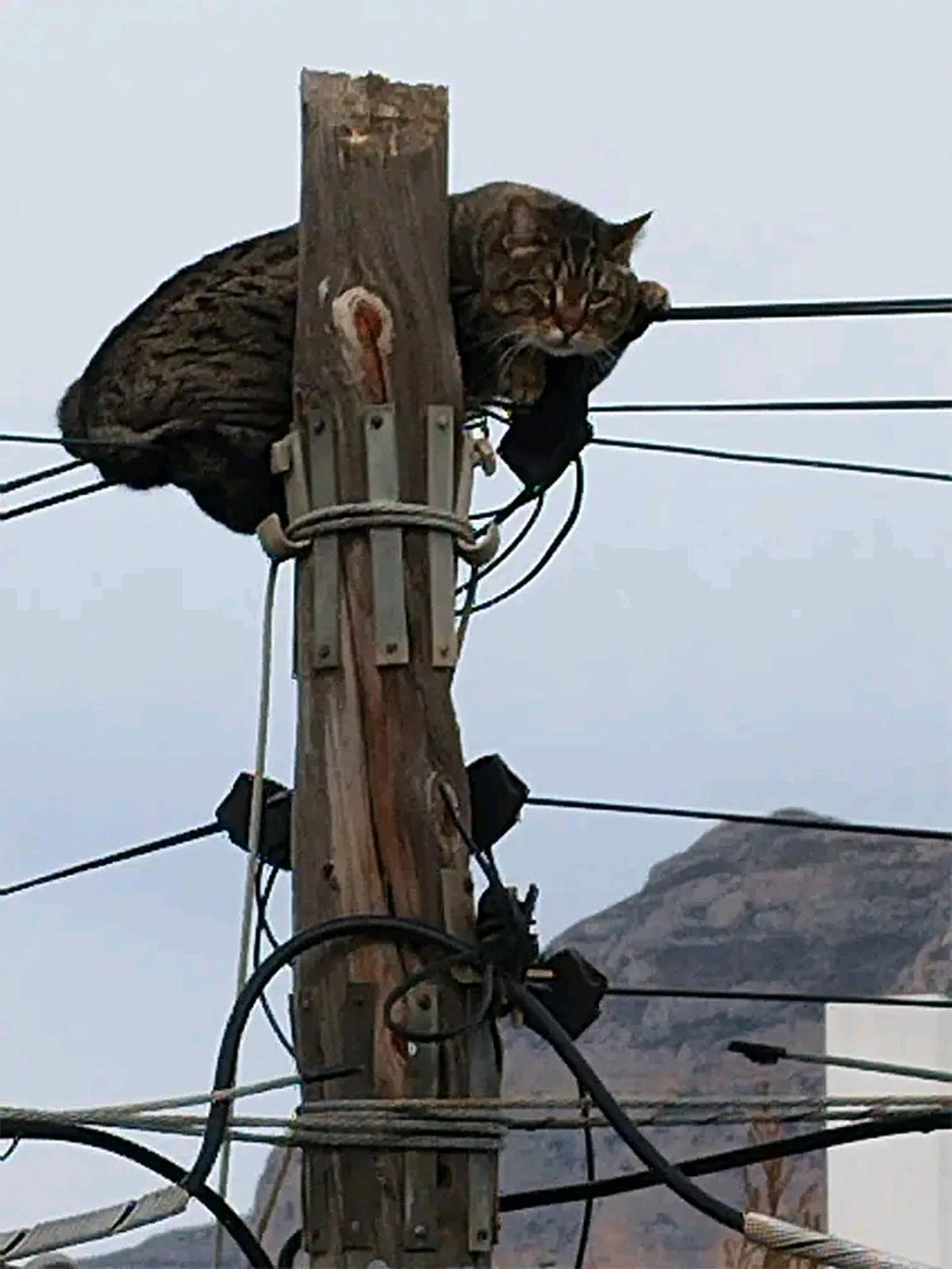 El gato, agarrado a los cables