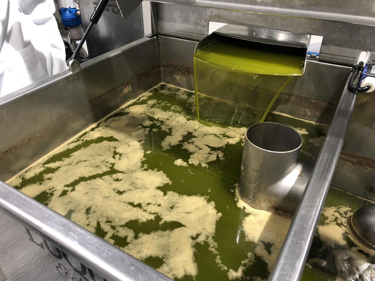 Producción de aceite en una almazara cordobesa durante la presente campaña.