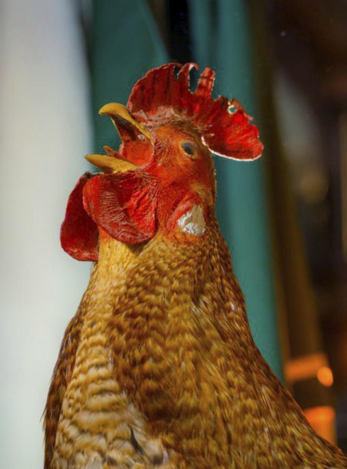 El gallo de San Pedro. | B.B.