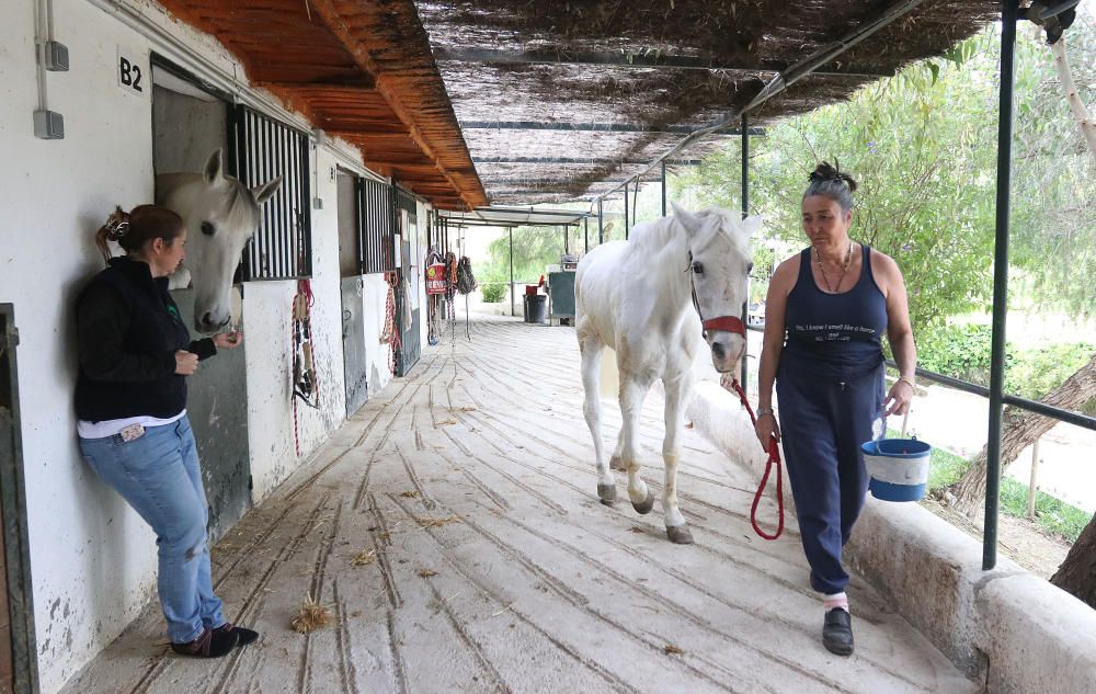 Santuario de caballos CYD Santa María en Alhaurín