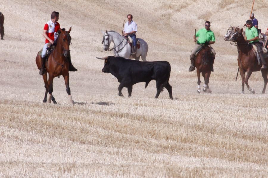 Fiestas en Zamora: Encierro campero en VIllaescusa