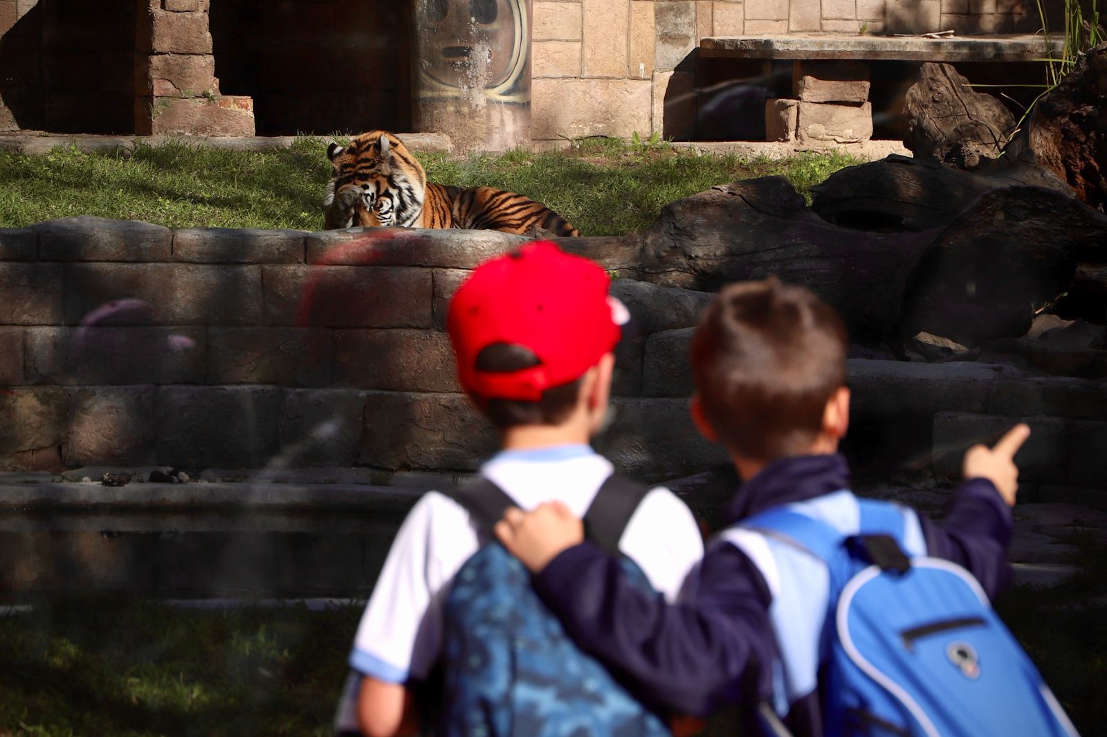 Dos tigres de bengala, nuevos inquilinos en el Zoo de Córdoba