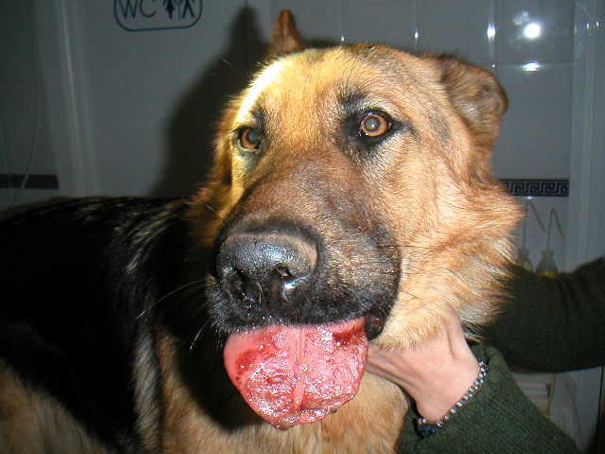 ORUGA PROCESIONARIA PERROS | La Guardia Civil alerta de esta plaga que puede ser muy peligrosa