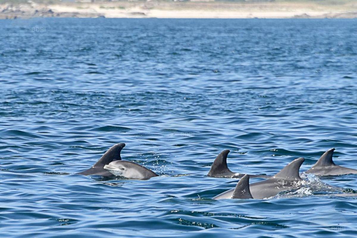 El pequeño delfín fue localizado de nuevo.