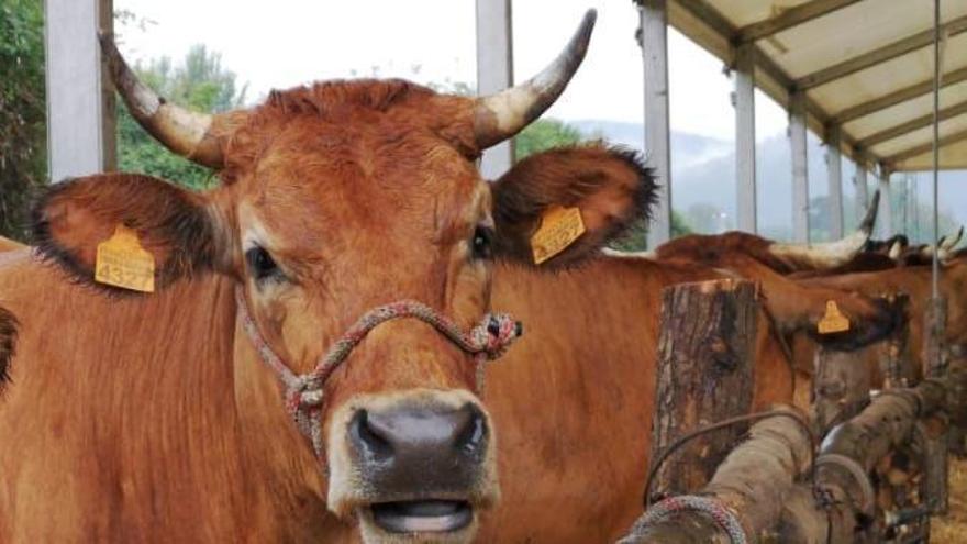 El simpático cartel de un ganadero que se ha hecho viral: &quot;Estoy hasta los mismísimos de correr detrás de las vacas&quot;