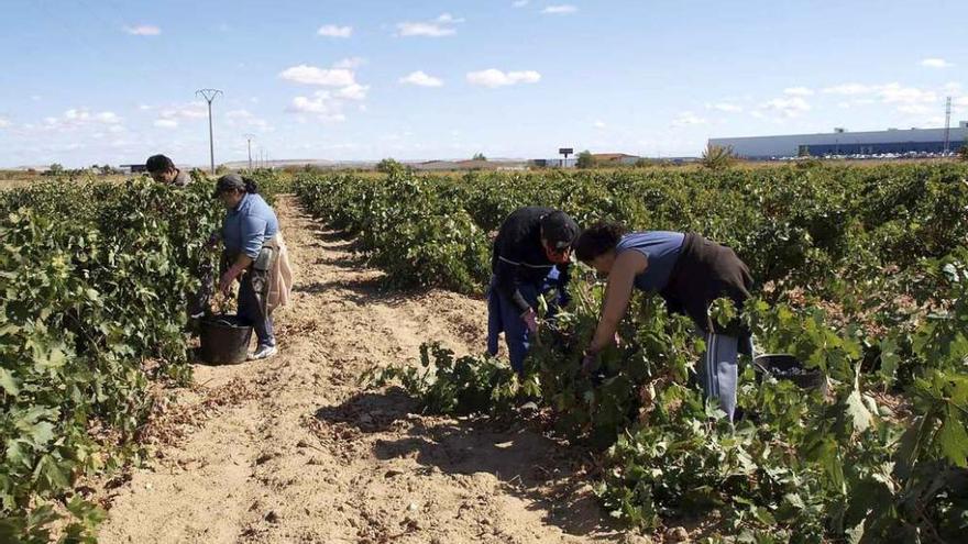 Vendimiadores en un viñedo de la DO en la pasada campaña.