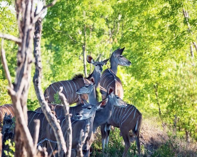 Safari, Zimbabue