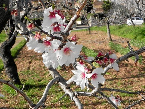 Mandelblüte auf Mallorca