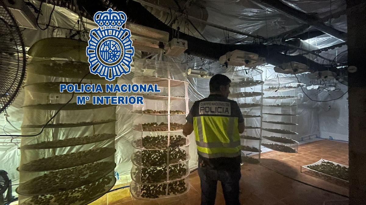 Imagen de la plantación &quot;indoor&quot; en el chalé de lujo en Alicante