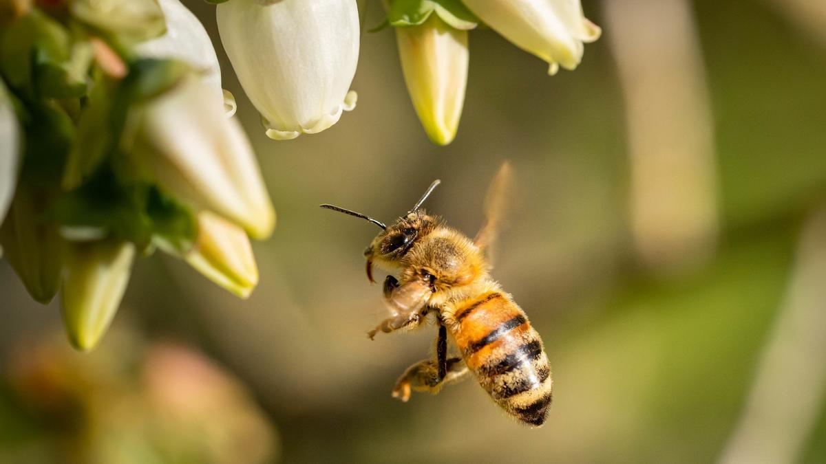 La planta que actúa de manera natural como un repelente de avispas y abejas