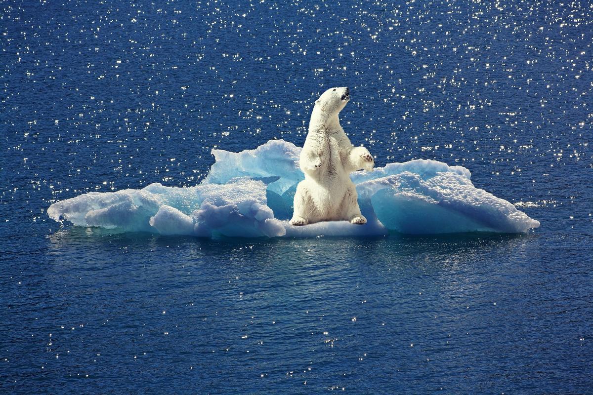 Un oso polar sobre un pequeño trozo de hielo.