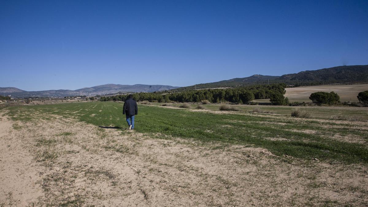 Terrenos donde iría una de las plantas solares proyectadas en el término de Castalla.