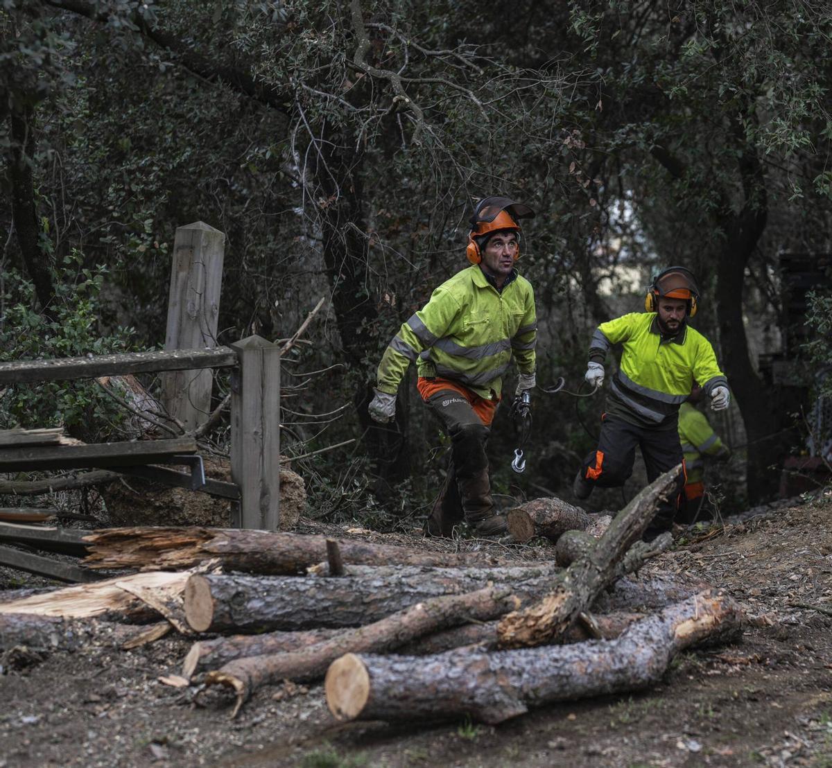 Experts en boscos qüestionen que talar arbres augmenti les reserves d’aigua