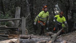 Experts en boscos qüestionen que talar arbres augmenti les reserves d’aigua