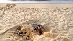 Una tortuga boba haciendo una puesta de huevos en la playa de Premià. 