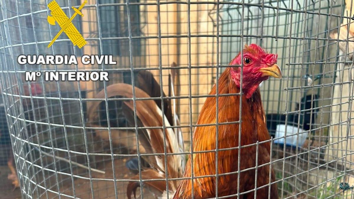 Uno de los gallos incautados
