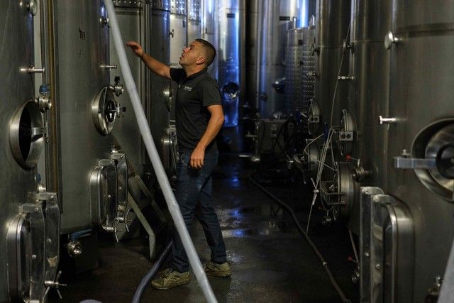 Vendimia en La Orotava, en los terrenos de bodega tajinaste