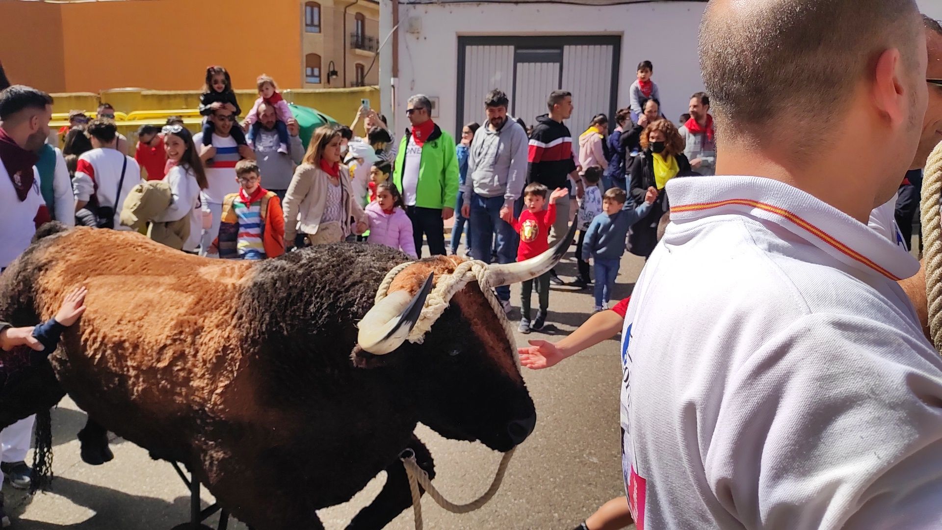 Imperioso, el carretón gigante de la Escuelas Taurinas de Benavente