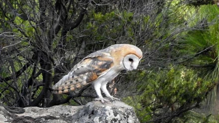 Una lechuza con una infección se recupera en La Tahonilla y es devuelta a su hábitat