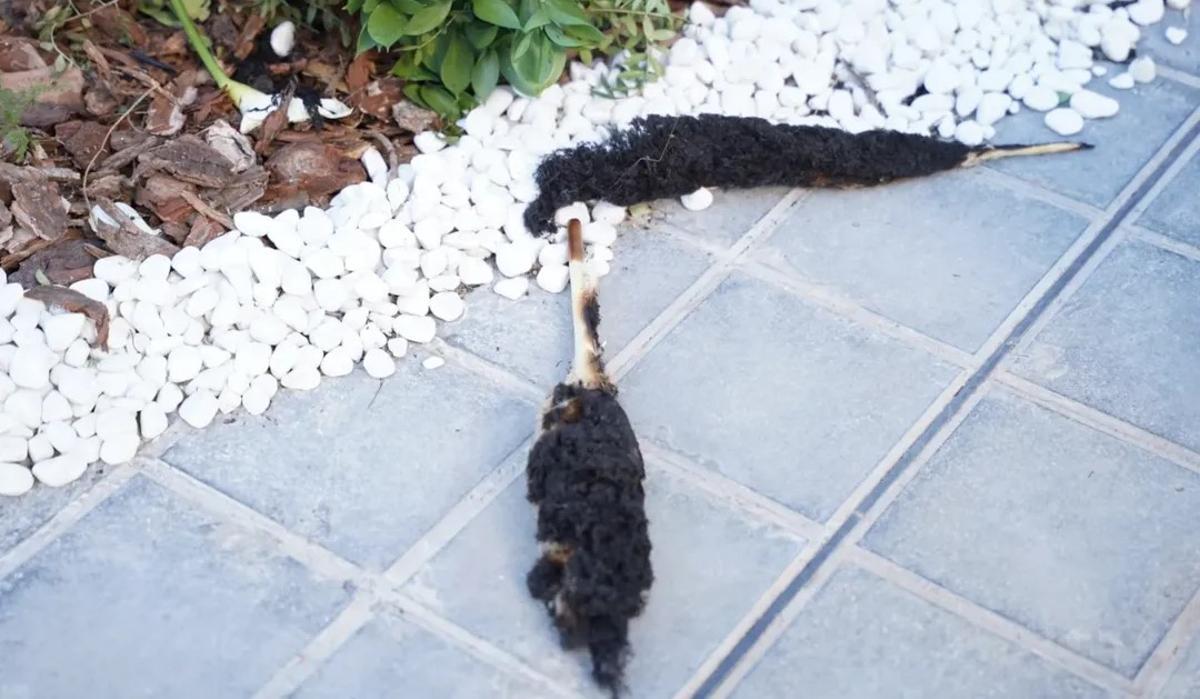 La cortaderia prendió con facilidad