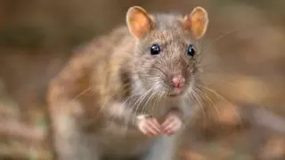 El crucero con un brote de hantavirus que podría llegar a Canarias: qué está pasando y qué riesgo real hay