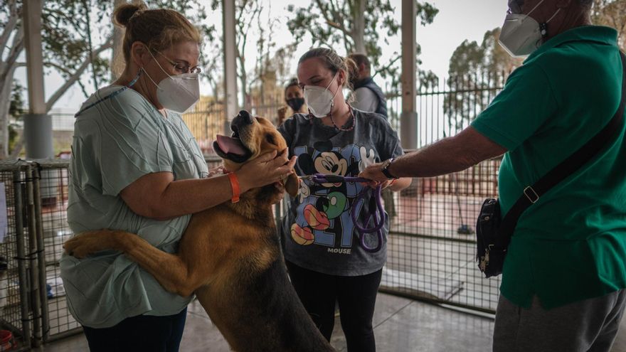 Canarias exporta su modelo pionero de atención a los animales en emergencias