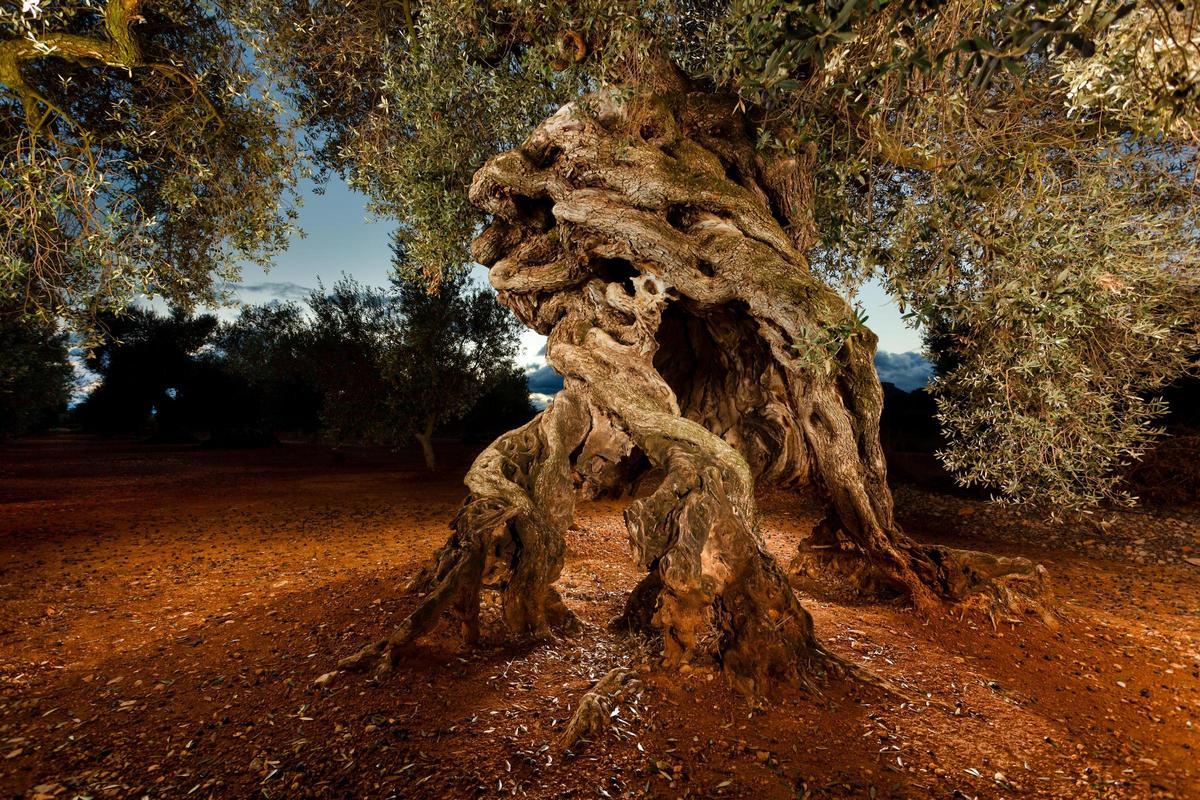 Los olivos, algunos de ellos milenarios, son uno de los principales atractivos de Canet lo Roig, en la comarca del Baix Maestrat.