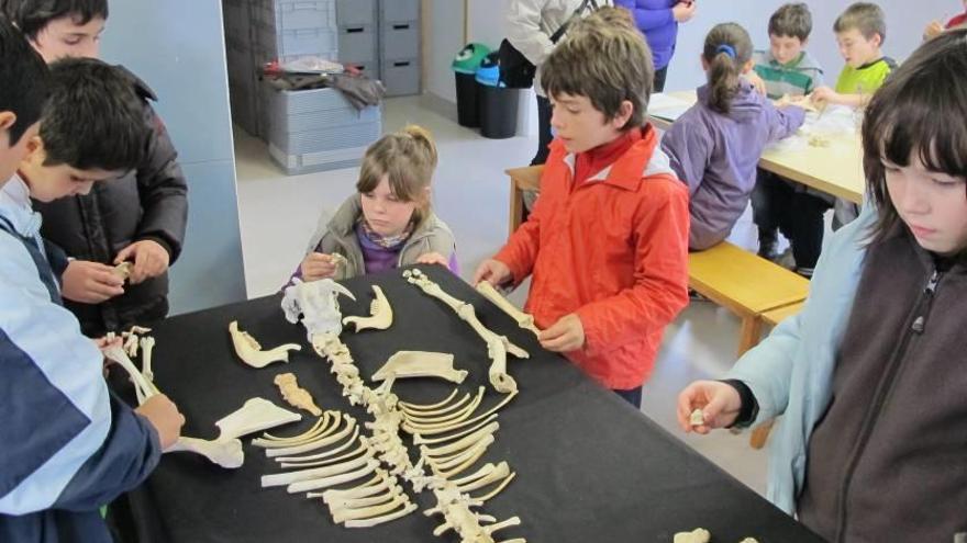 Alumnes identificant els ossos en el taller d&#039;arqueozoologia.