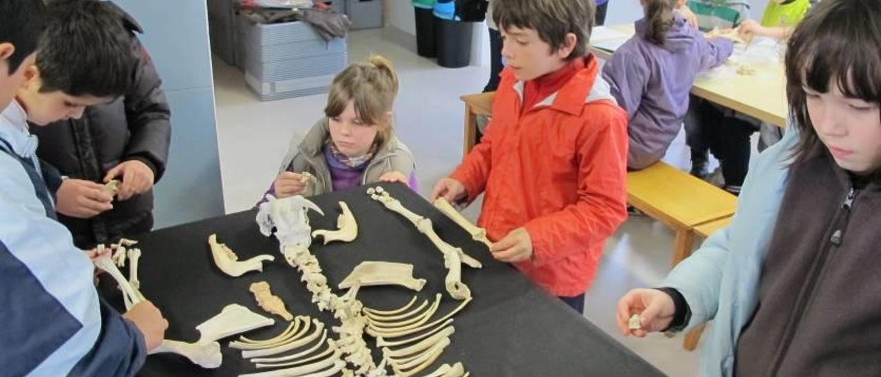 Alumnes identificant els ossos en el taller d&#039;arqueozoologia.