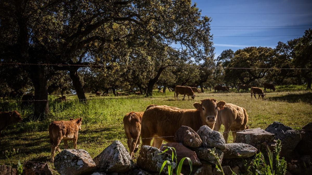 Ganado vacuno en una finca de Los Pedroches.