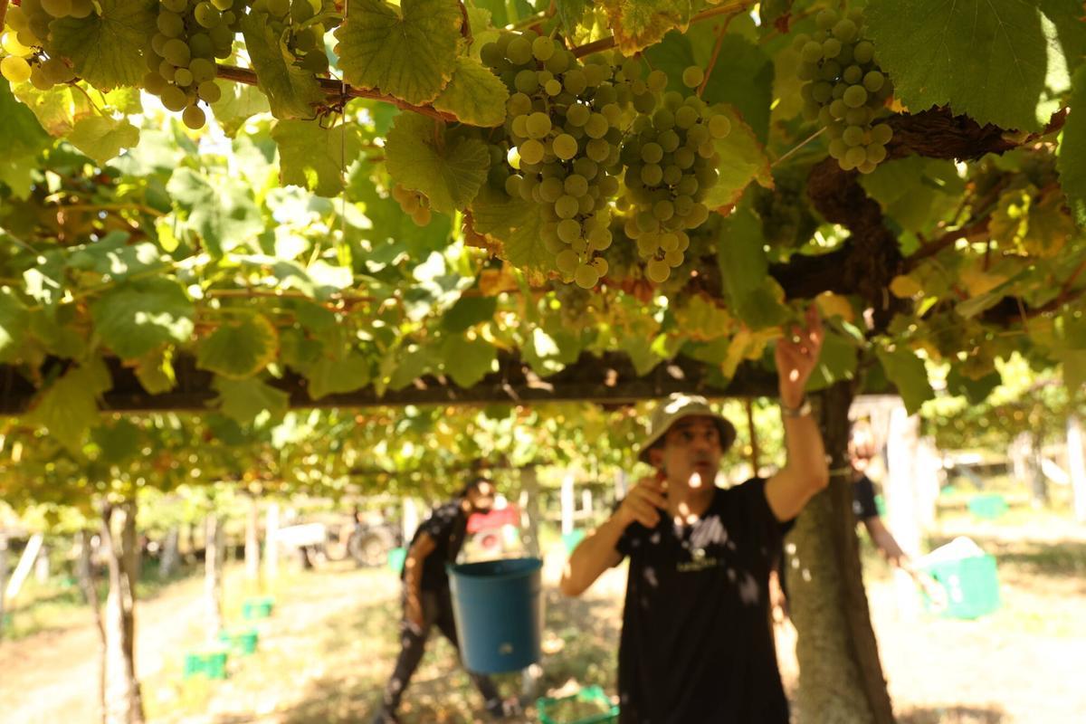 La vendimia en Bodegas Laureatus, en San Martiño de Meis.