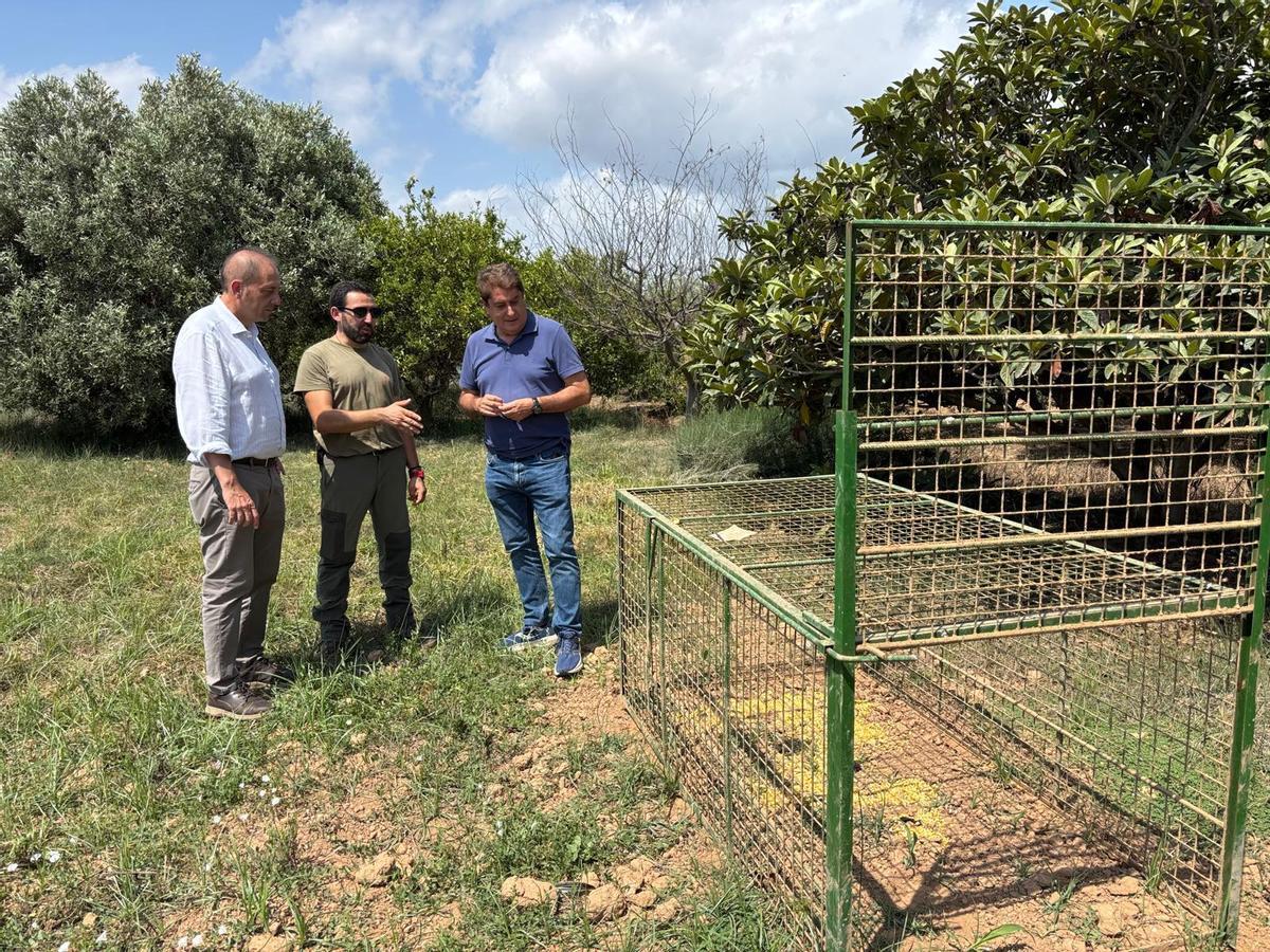 El concejal Gonzalo Romero y el director general Luis Gomis junto a una jaula para atrapar jabalíes en la Marjaleria de Castelló.