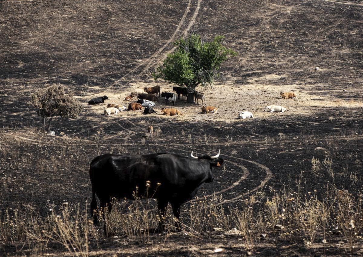 Madrid desplega 22.000 animals per desbrossar turons i prats | G. SOLERA / EUROPA PRESS