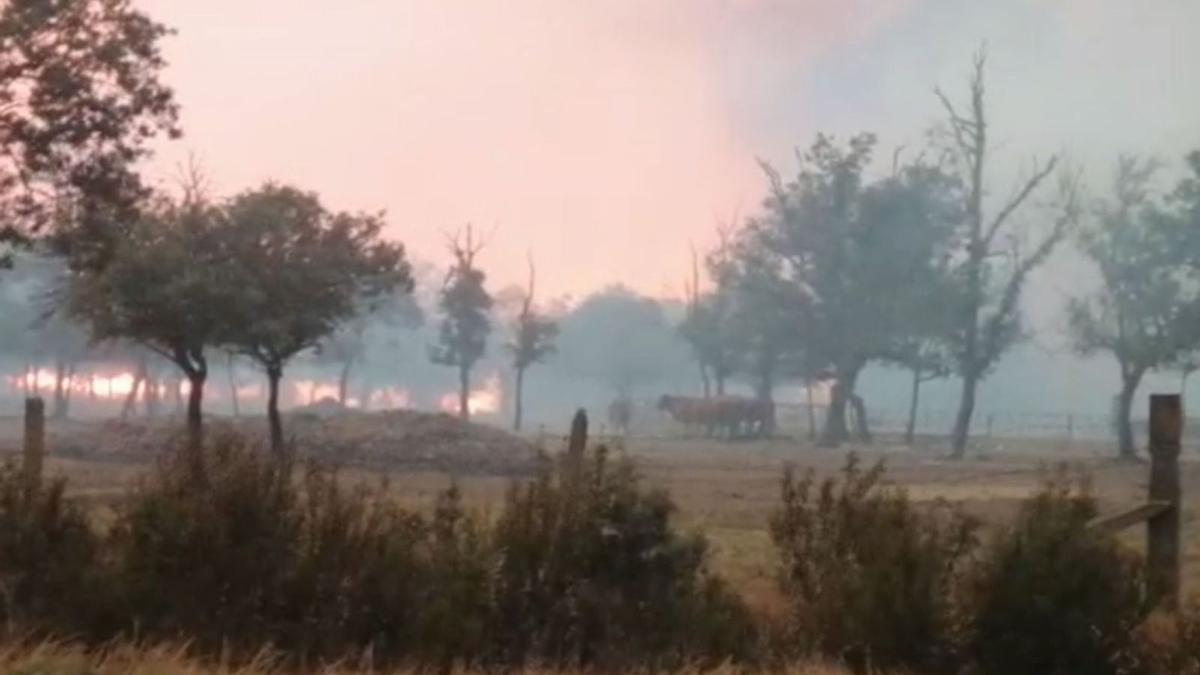 Algunas vacas de Melgar de Tera, con el fuego a escasos metros. / E. P.