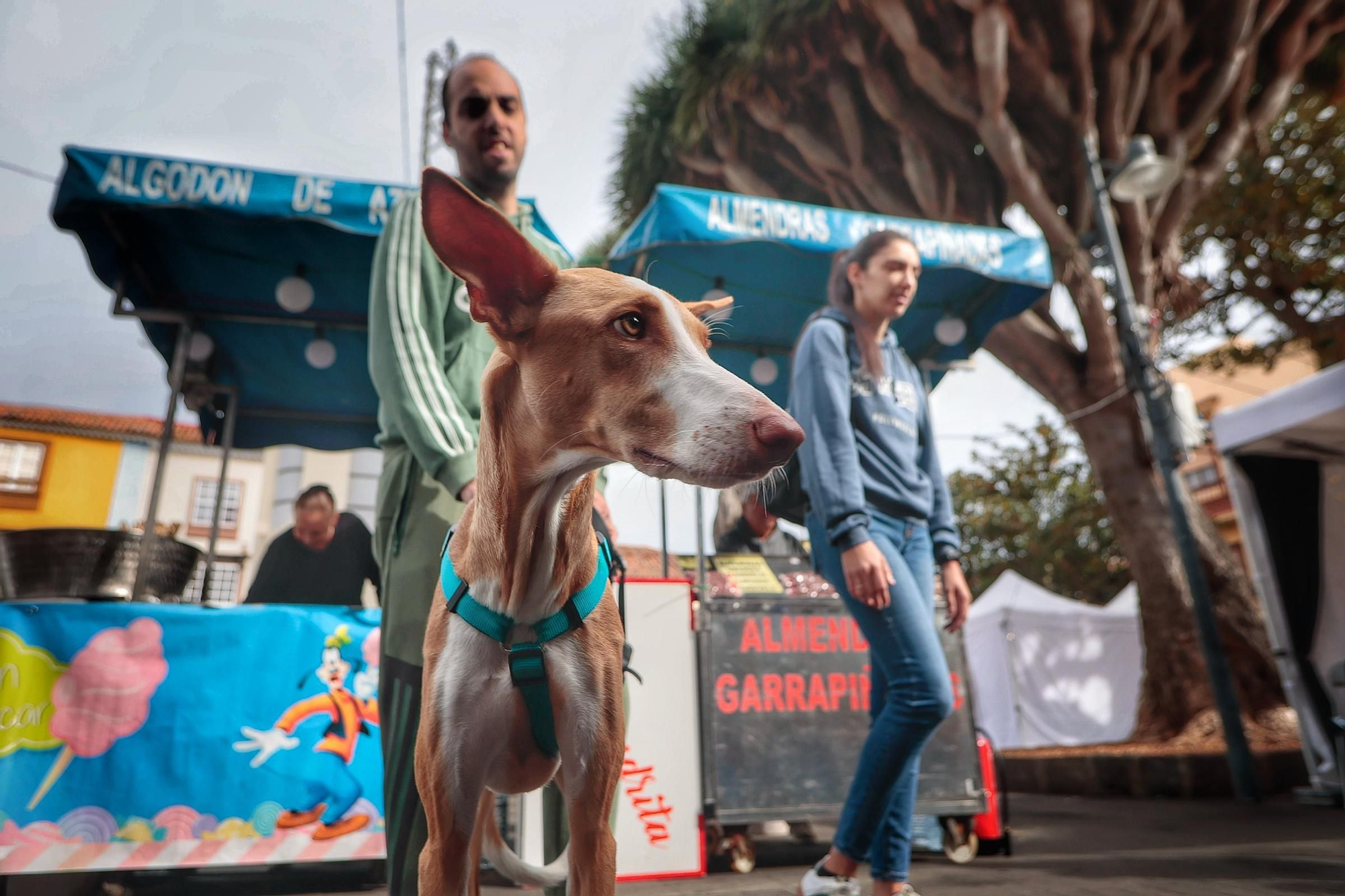 Feria de la Adopción Responsable de Animales de Compañía