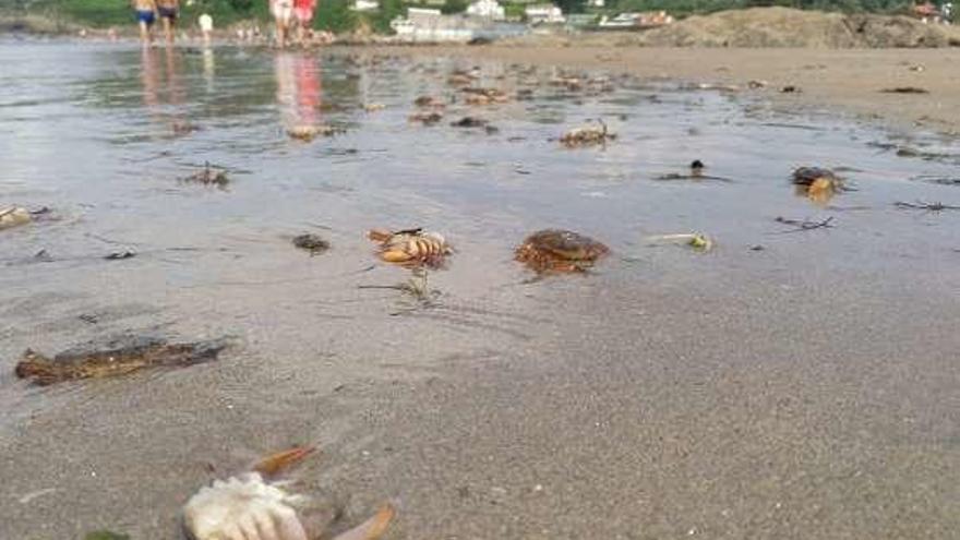 Decenas de cangrejos aparecen muertos en la playa de Bastiagueiro