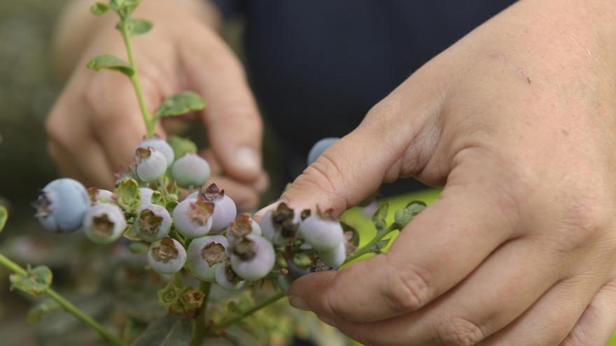 Cultivo de arándanos en Juan Grande