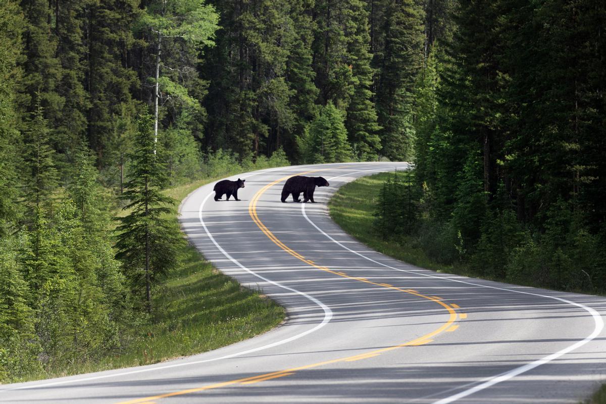 La mejor época para ver osos en la Icefields Parkway es de junio a principios de septiembre. Durante estos meses, tanto los osos negros como los grizzlies bajan a los bordes de la carretera a comer vegetación fresca y bayas