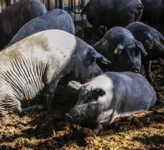 Las granjas de cerdos deberán tapar las balsas de excrementos antes de 2025