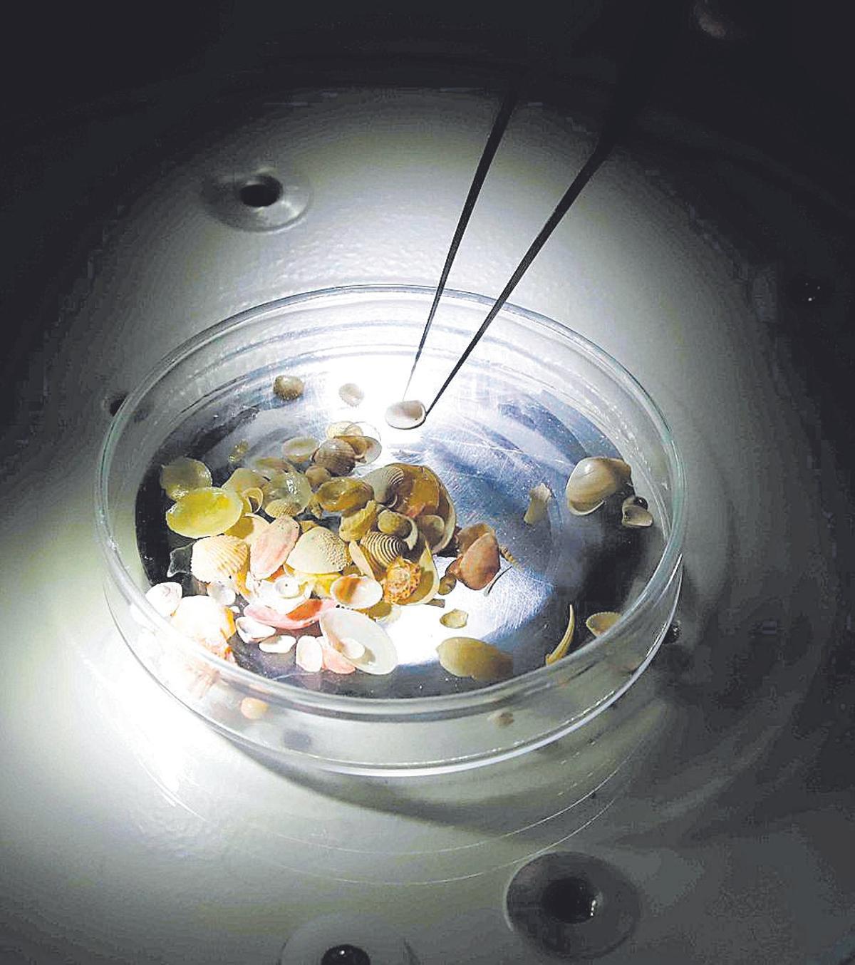 Análisis de muestras en el Oceanográfico de Málaga.