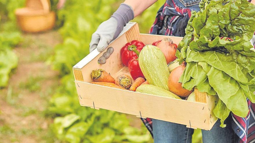 España cuenta con más de 2,3 millones de hectáreas dedicadas a la producción ecológica.