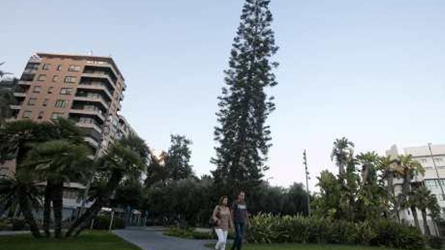 Una araucaria de 50 metros de altura en la plaza de Galicia